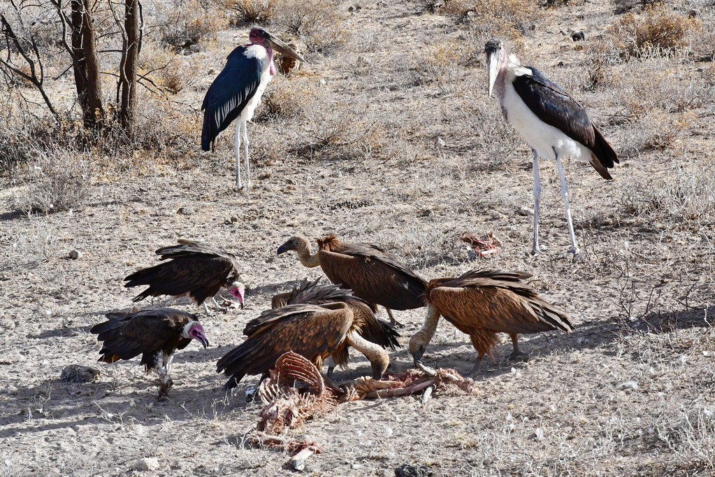Buffalo Springs Nat. Reserve